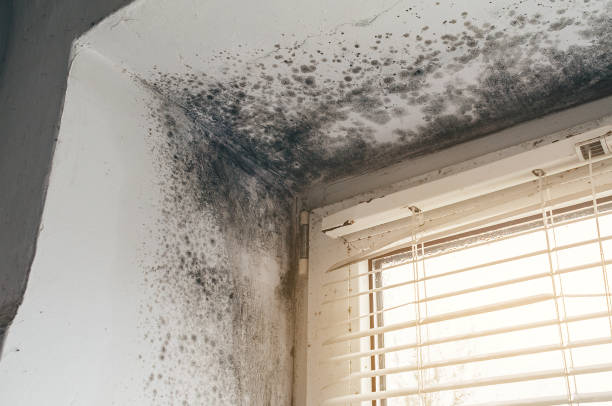 Affordable Mold Cleanup solutions in Allensville, PA