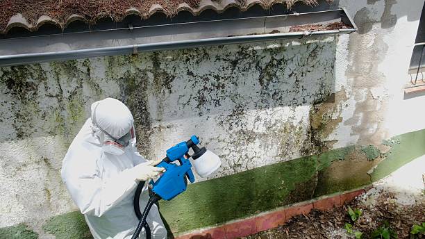 Top rated local Mold Cleanup specialists in Allensville, PA